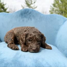 Charlotte - Brown female Bernedoodle puppy in Wamego, Kansas from Doodles of Oz