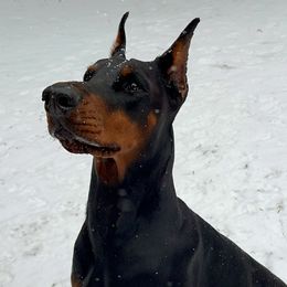 Lorelei - Doberman Pinscher