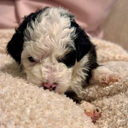 Maggie - Tri-color female Bernedoodle puppy in Auburndale, Florida from Florida Mini Bernedoodles