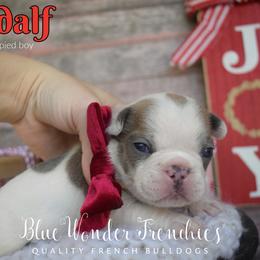 Gandalf - Blue fawn male French Bulldog puppy in Loxahatchee, Florida from Blue Wonder Frenchies