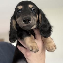 Boy 2 - male Dachshund puppy in Venice, Florida from JD’s Weiner-Wonderland