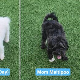 Loca - Maltipoo
