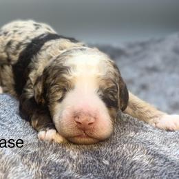 Chase - Chocolate merle male Bernedoodle puppy in New Ringgold, Pennsylvania from Hawk Mountain Doodles