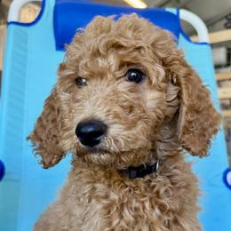 Black Collar Boy - Red male Double Doodle puppy in Clarks Hill, South Carolina from Rosie’s Double Doodles