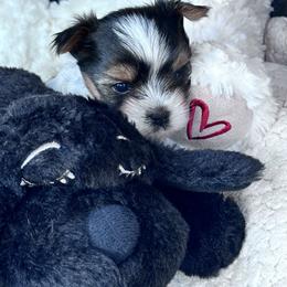 Biewer Terrier Puppies from Rebecca Urban