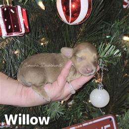 Willow - Cream female Dachshund puppy in Huntington, Texas from Camacho_Dachshunds