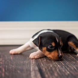 Rat Terrier Puppies from River Ridge Rat Terriers