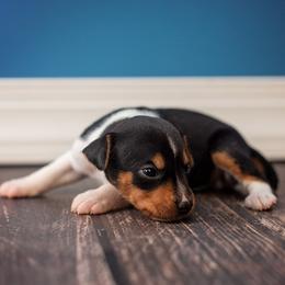 Rat Terrier Puppies from River Ridge Rat Terriers