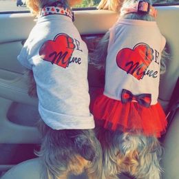Yorkshire Terriers from Tenn's Yorkshire Terriers