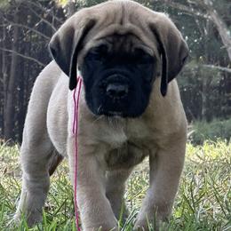 Mastiff puppies from Beaver Creek Mastiffs