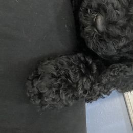 Girl 3 - Goldendoodle puppy in Beggs, Oklahoma from Meyers Doodles