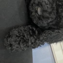 Girl 3 - Goldendoodle puppy in Beggs, Oklahoma from Meyers Doodles
