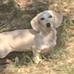 Fiona - Dachshund