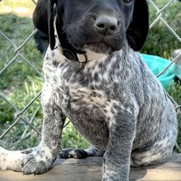 German Shorthaired Pointer and Russell Terrier Puppies from Charnobragan Acres
