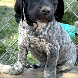 German Shorthaired Pointer and Russell Terrier Puppies from Charnobragan Acres
