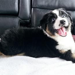 Australian Shepherd Puppies from Gypsy River Aussies