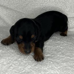 Buttons - Black and tan male Dachshund puppy in Mocksville, North Carolina from The Dachs of Hazzard Dachshunds