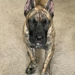 Perro de Presa Canario Puppies from Mesquite Creek Kennels