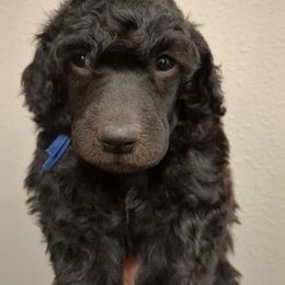 Spruce (boy) - blue collar - Blue male Poodle puppy in Tullahoma, Tennessee from Peaceful Valley Poodles