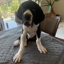 Holger Danske - Black and white male Great Dane puppy in Prescott Valley, Arizona from Ryan's Royal Great Danes