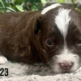 Aussiedoodles and Cavapoos from Sharp’s Paws & Pups