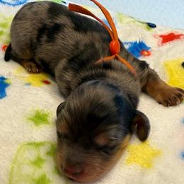 Boy 1 - Dapple male Dachshund puppy in Murfreesboro, Tennessee from Kimbrie's Dream Cream Doxies