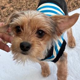 Boy 2 - Black and tan male Yorkshire Terrier puppy in San Marcos, Texas from Casa de Yorkies