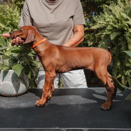 Rhodesian Ridgeback Puppies from African Legends Rhodesian Ridgebacks