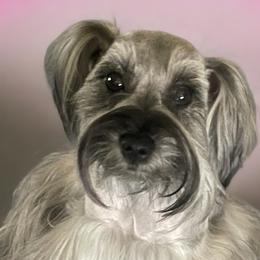 Miniature Schnauzers from Winfree’s Schnauzers