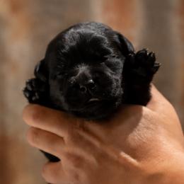 Yellow Collar - Black female Labrador Retriever puppy in Madison, Wisconsin from Meritrust Labradors