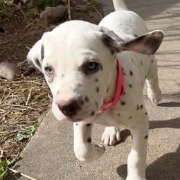 Robin - White and liver brown female Dalmatian puppy in Albuquerque, New Mexico from Storm & Blue's Dalmatian Pups