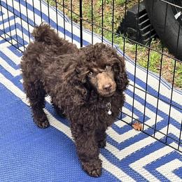 Boy 3 - Brown male Poodle puppy in Palm Harbor, Florida from Amari Miniature Poodles