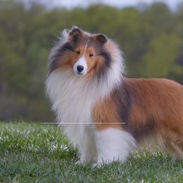 Shetland Sheepdog Puppies from Shalamar Shelties