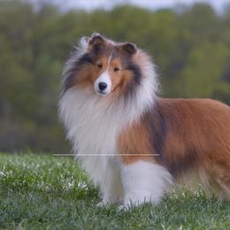 Shetland Sheepdog Puppies from Shalamar Shelties