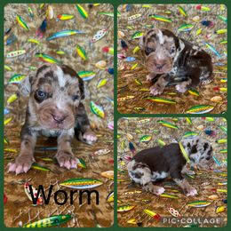 Worm - Red merle male Catahoula Leopard Dog puppy in Forbes, Minnesota from North Country Catahoulas
