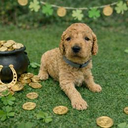 Walt Disney - Cream male Goldendoodle puppy in Houston, Texas from Were The Mack'Doodles