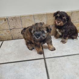 Lupin - Liver male Miniature Schnauzer puppy in Sandy, Utah from Phantom League Schnauzers