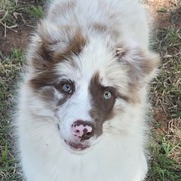 Splash, Champion lines - Red merle female Border Collie puppy in Newalla, Oklahoma from Roughstock Border Collies and Dachshunds