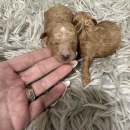 Sunny - Apricot female Poodle puppy in Poplarville, Mississippi from Southern Belle Poodles