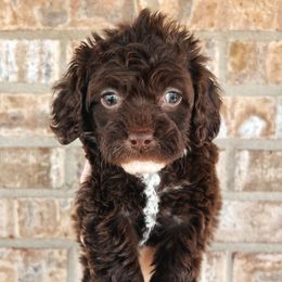 Peach Collar - Brown female Cockapoo puppy in Richmond, Kentucky from The Doting Doodle