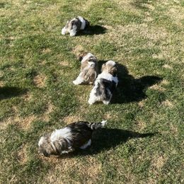 Shih Tzu Puppies from Willow Lane Shih Tzus