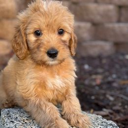 Light Green - Cream male Goldendoodle puppy in San Diego, California from Serrano Pups