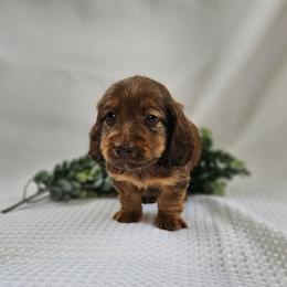 Cooper - Red male Dachshund puppy in Anaconda, Montana from Montana Country Dachshunds