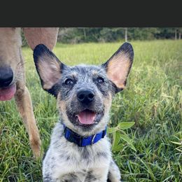 Australian Cattle Dog, Australian Shepherd, Companion Cross, and Miniature Australian Shepherd Puppies from MK Aussies