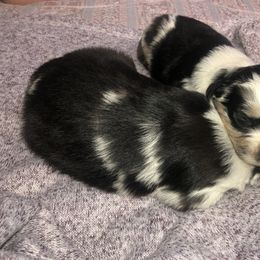 Australian Shepherd Puppies from Powell’s Australian Shepherds