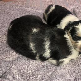 Australian Shepherd Puppies from Powell’s Australian Shepherds