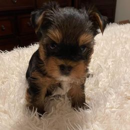 Yorkshire Terriers from Idaho Yorkie’s
