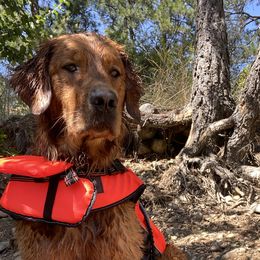 WILLOW - Golden Retriever