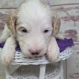 TaterTot - Parti female Goldendoodle puppy in Grabill, Indiana from Rose's Doodles