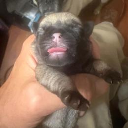 Blaze - Fawn female Pug puppy in Moorefield, West Virginia from Wratchford Farms
